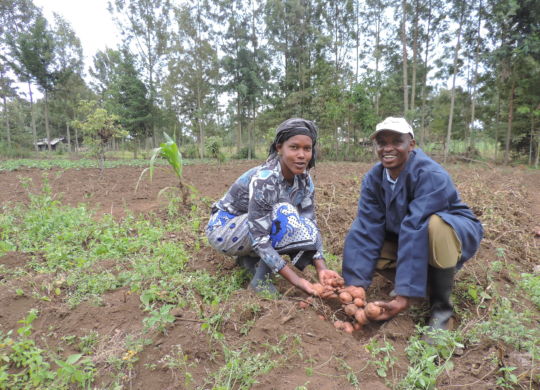 Farmer Cyrus Bundi and wife display their improved potato seed nursery. (Photo: AVCD/Muthoni Njiru)