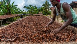 TheCloudburstGroup_Ghana_Drying-Cocoa-3